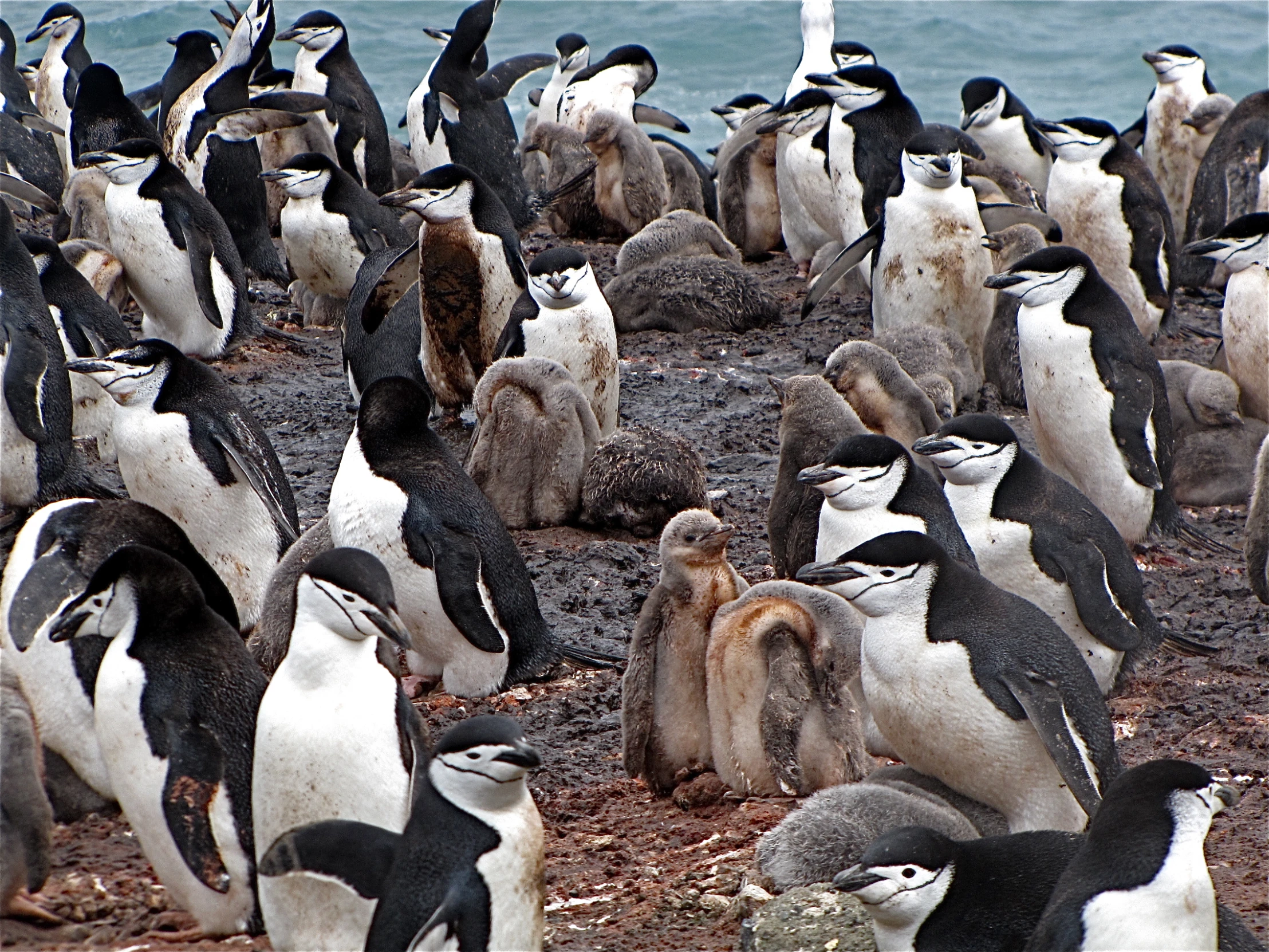 a large number of penguins are in a large group