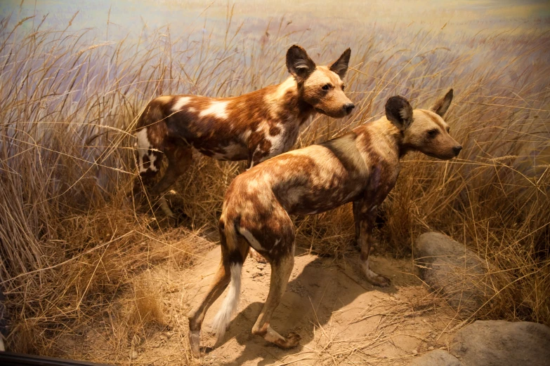 two african wild dogs in display in an exhibit