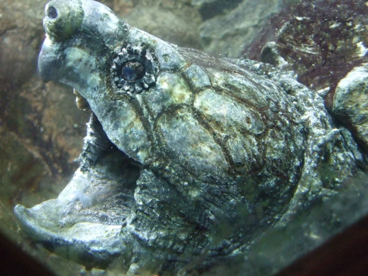 a big turtle in the ocean underwater on the reef