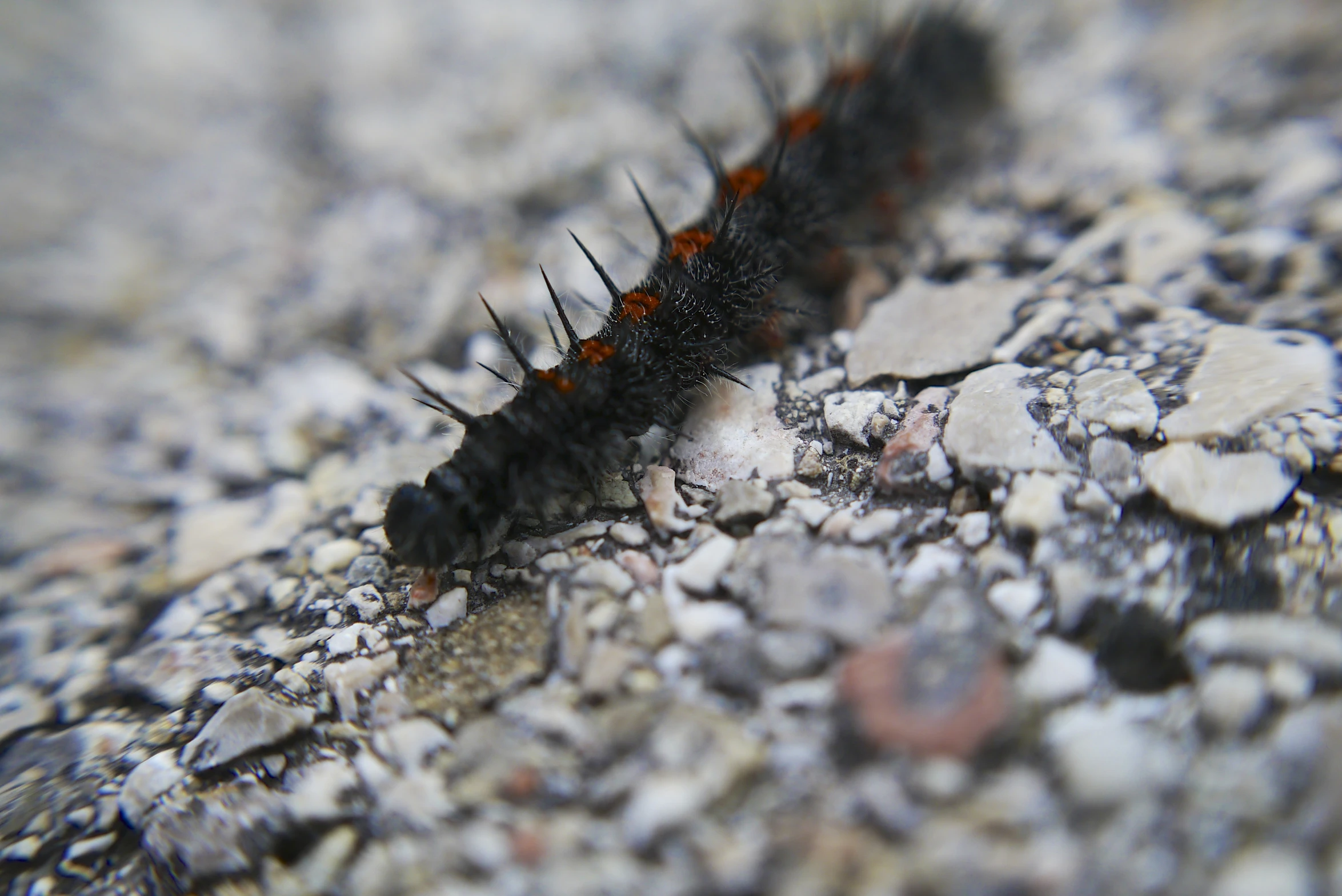 a close - up of a caterpillar sitting on top of a rock