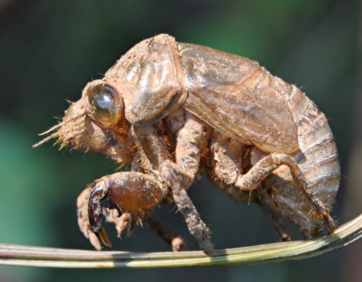 a bug that is standing on a leaf