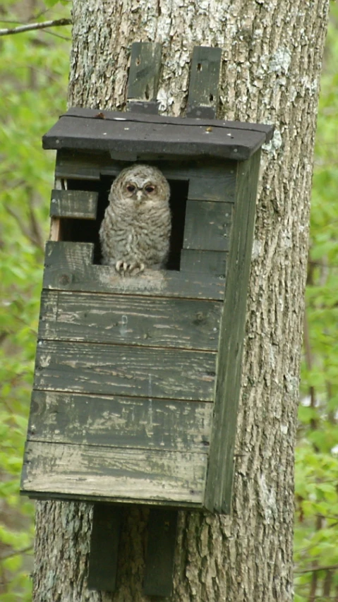 an owl is sitting in its wooden feeder