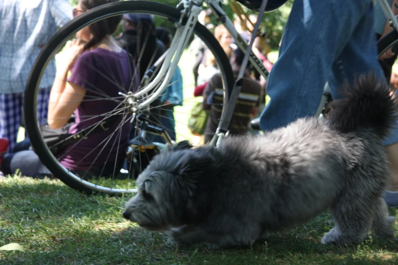 there is a small gray dog standing near a bicycle