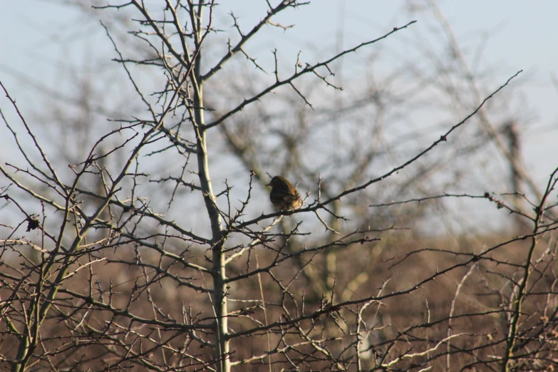 an image of a bird sitting on tree nches