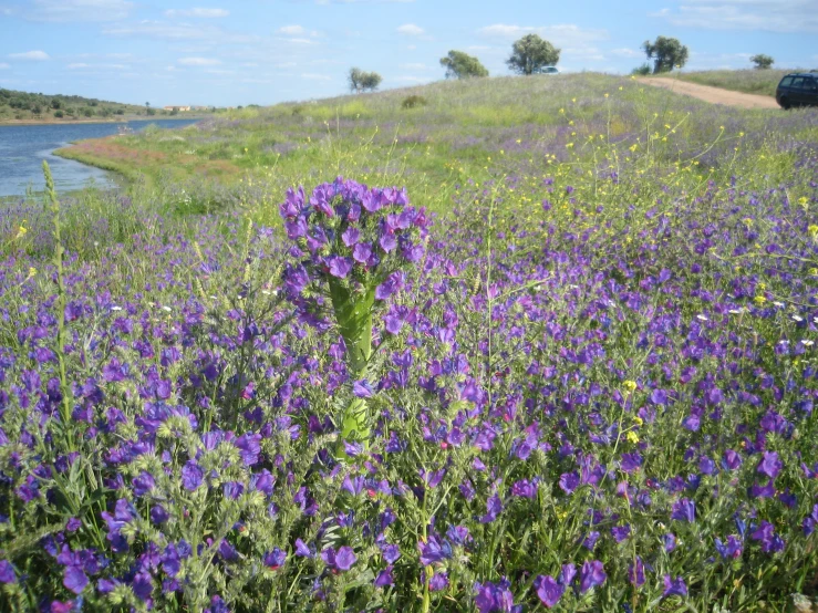 the blue flowers are growing in a field near a body of water