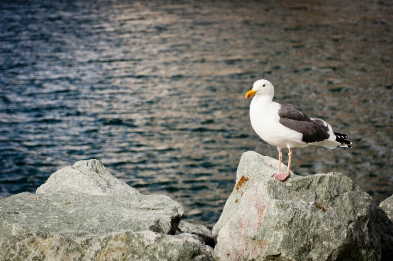 a seagull is standing on a rock looking at the water