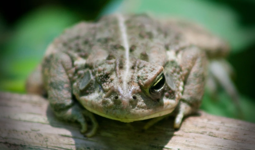 a closeup of a small frog sitting on a piece of wood