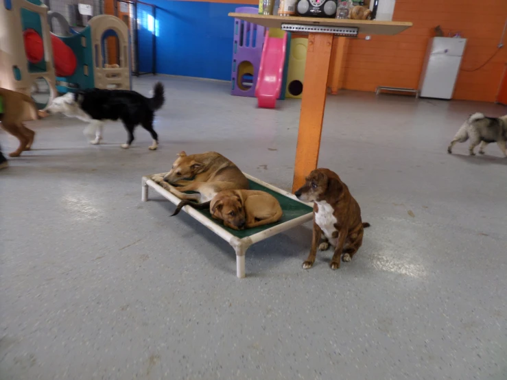 dogs sitting and standing around a small bed in a playroom