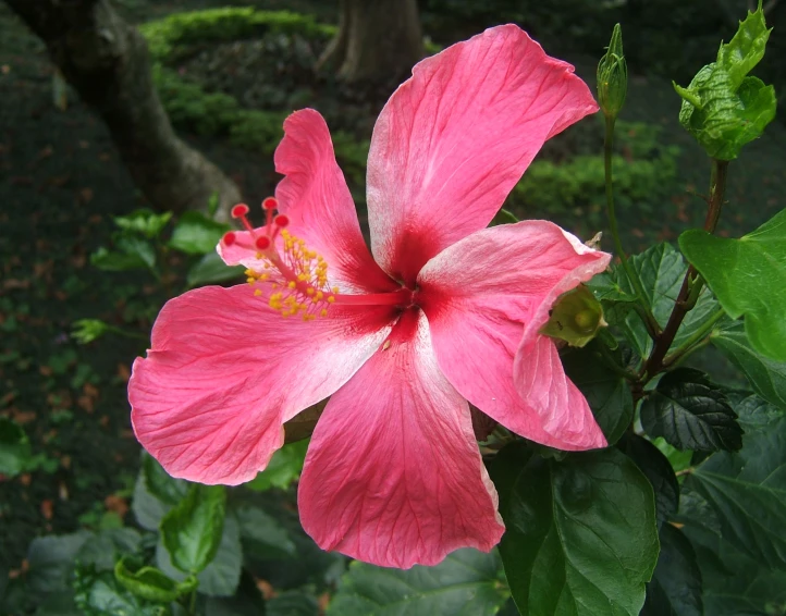 a pink flower that is sitting on a nch