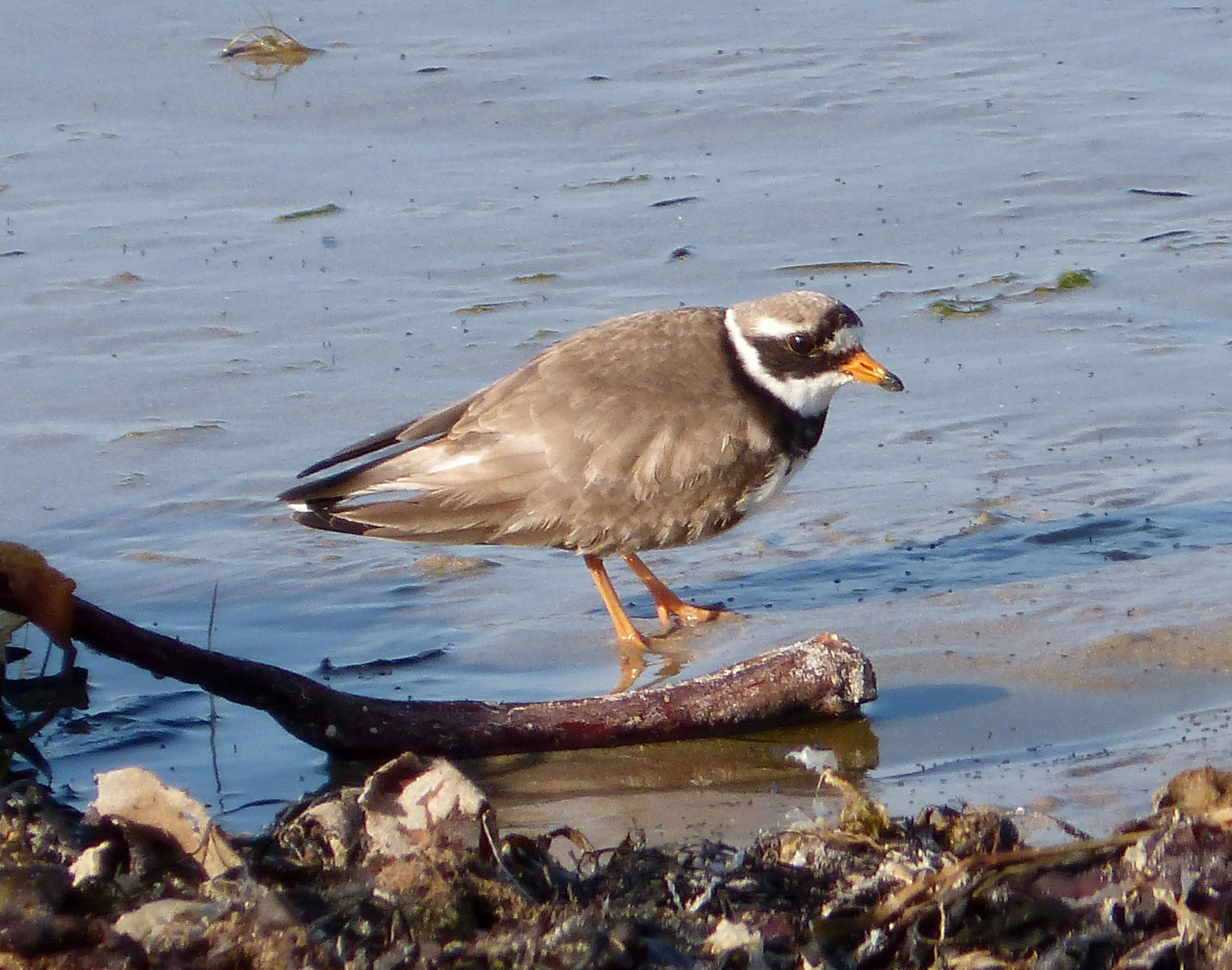 a bird standing on a nch in shallow water