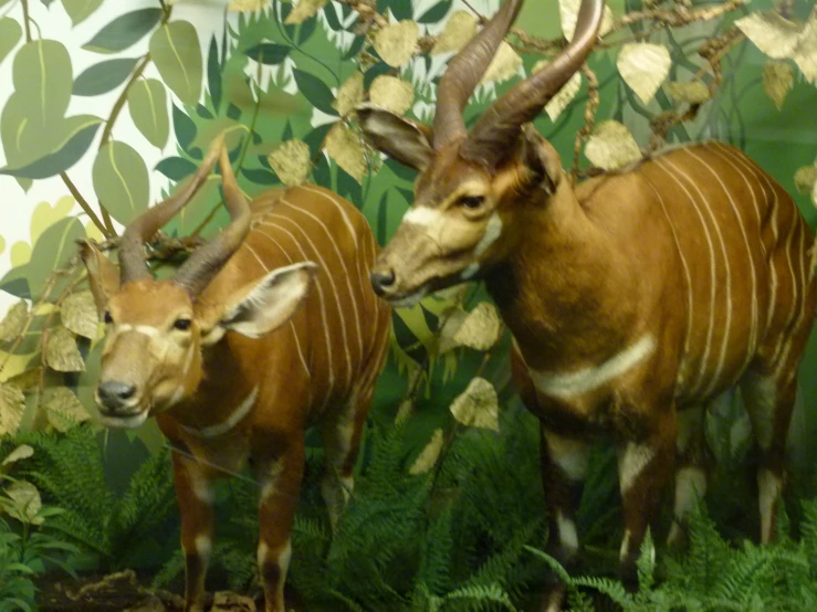 taxidermy is sitting next to each other with antelopes