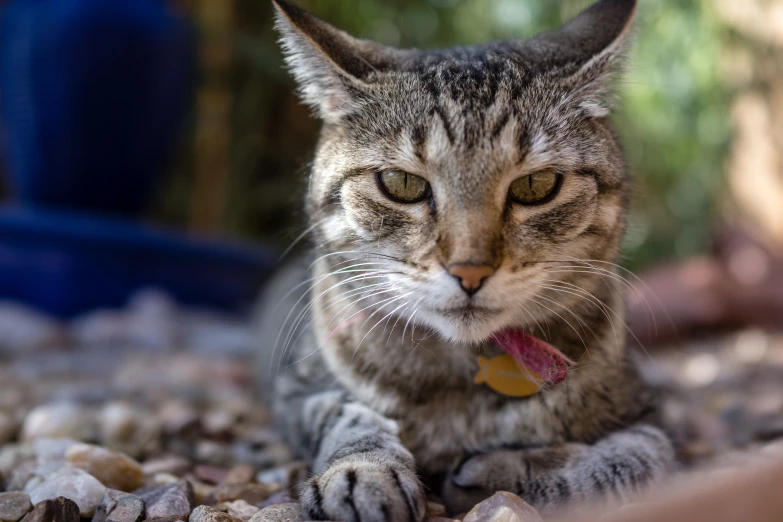 a cat that is laying down with his tongue out