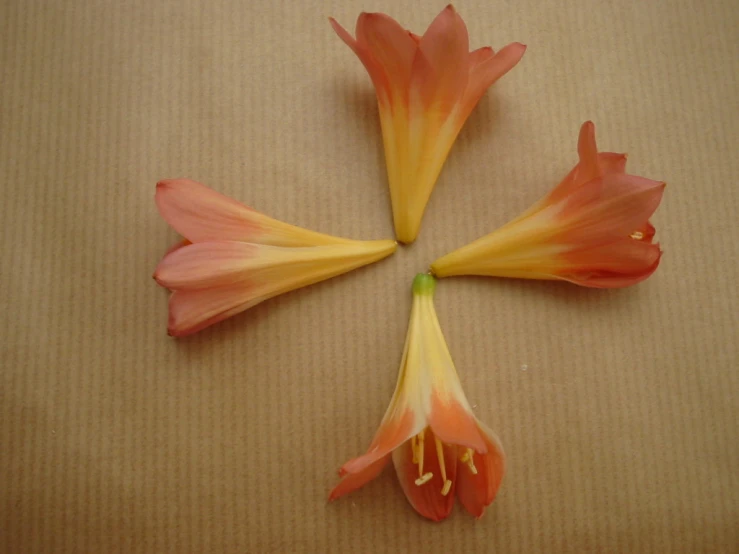 a group of flowers sit together in a cross shape