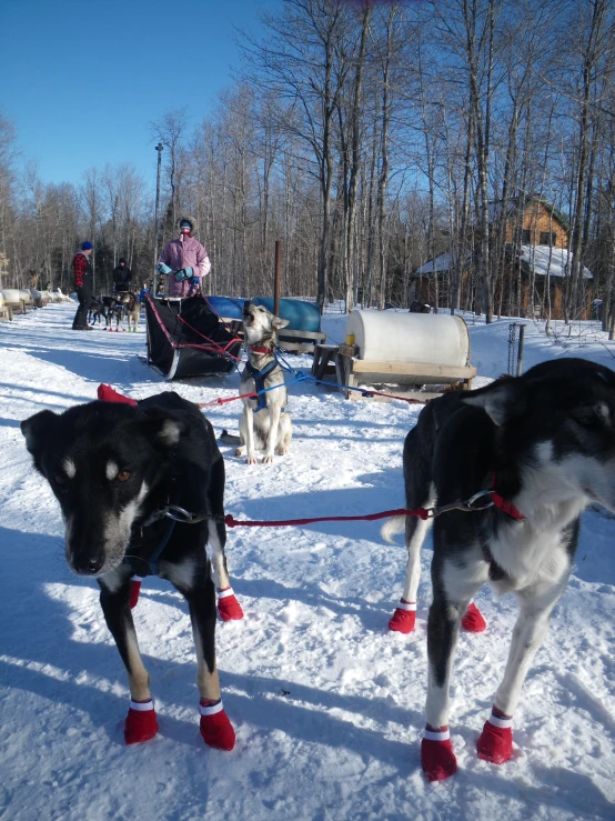 a man is pulling dogs on a sled in the snow