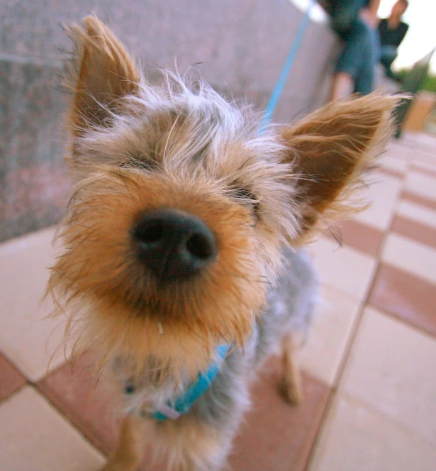 dog looking straight ahead with mouth wide open