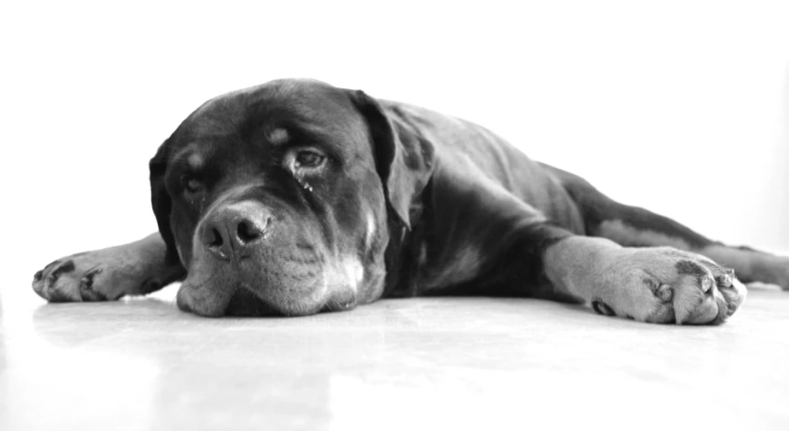 black and white po of a dog resting on the floor