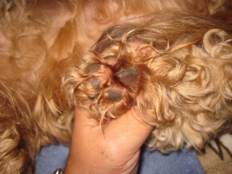 a dog with its paw curled up by someone