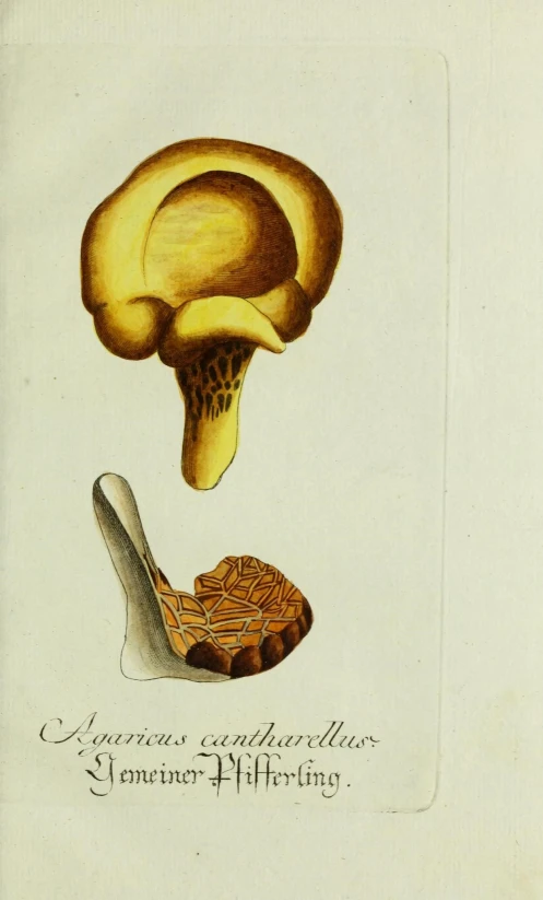 an old book with an image of a mushroom in it