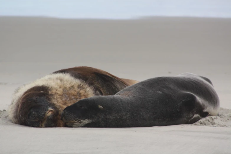 two sea lions are laying on the sand