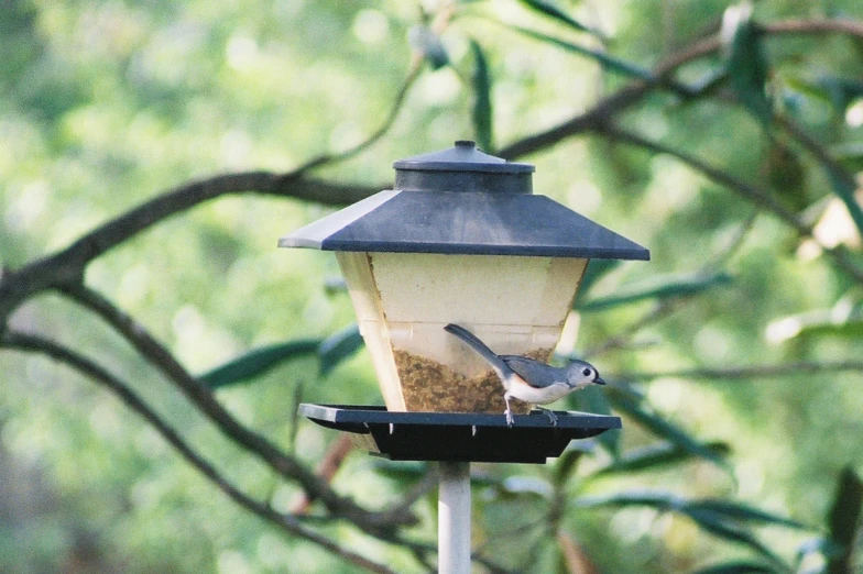 bird perches on an outdoor bird feeder with a tree in the background