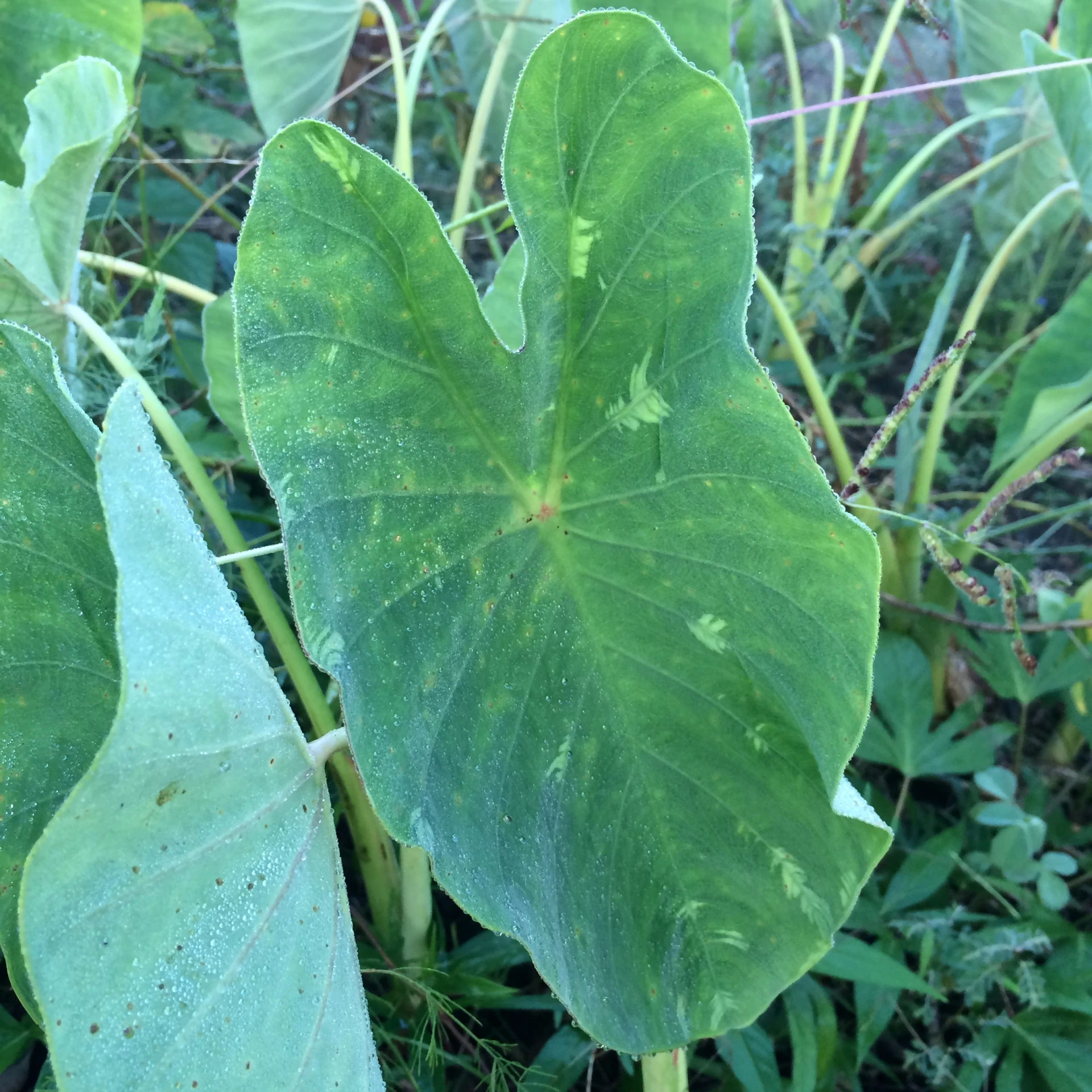 a large leafy plant on the side of the road