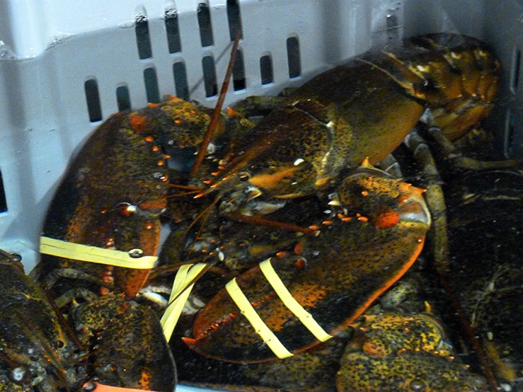 lobsters are sitting inside a white box