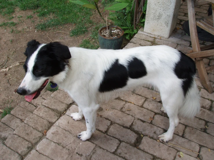 a dog with black and white spots standing on bricks