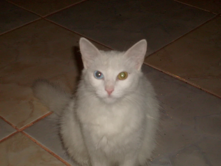 a white cat sitting in the middle of the floor