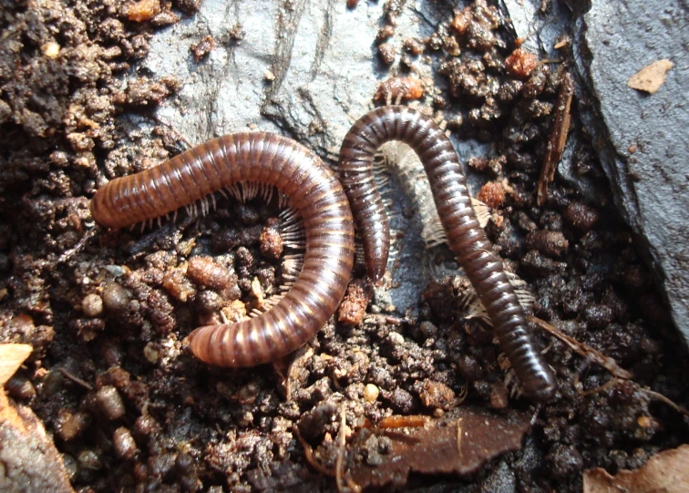 the termite looks like a worm eating worms