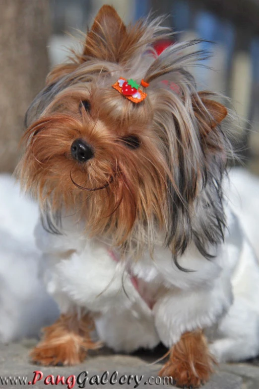 a little dog wearing a pair of tiny bows