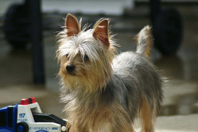 a brown and white dog on sidewalk near car