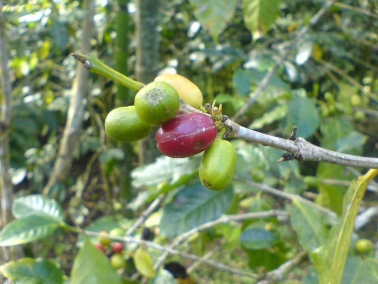 the berries on this tree are being ready for harvest