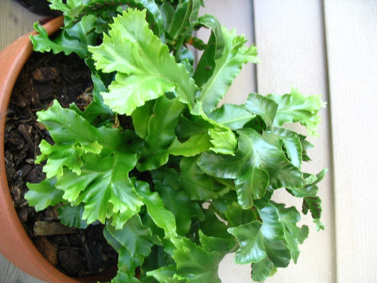 a large green plant in a clay pot