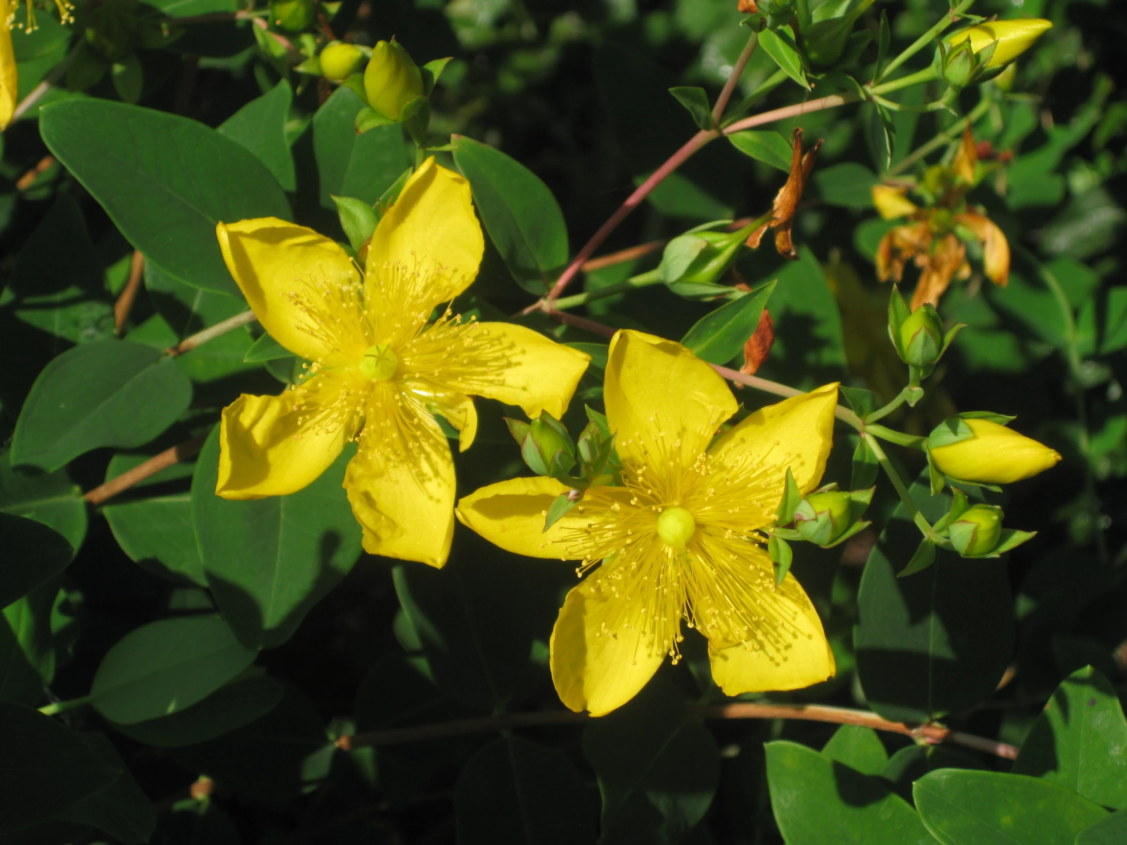 a small yellow flower in the midst of large green leaves