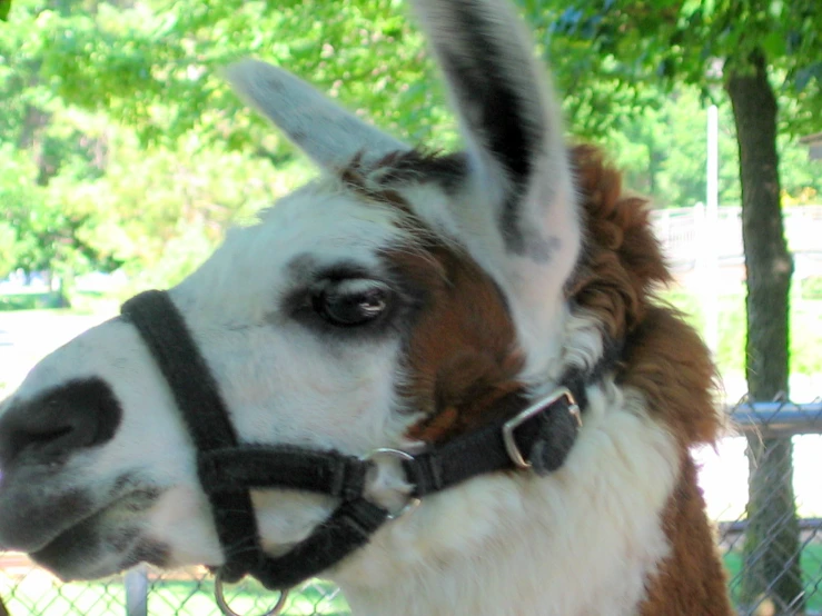 a brown and white llama in a fenced area