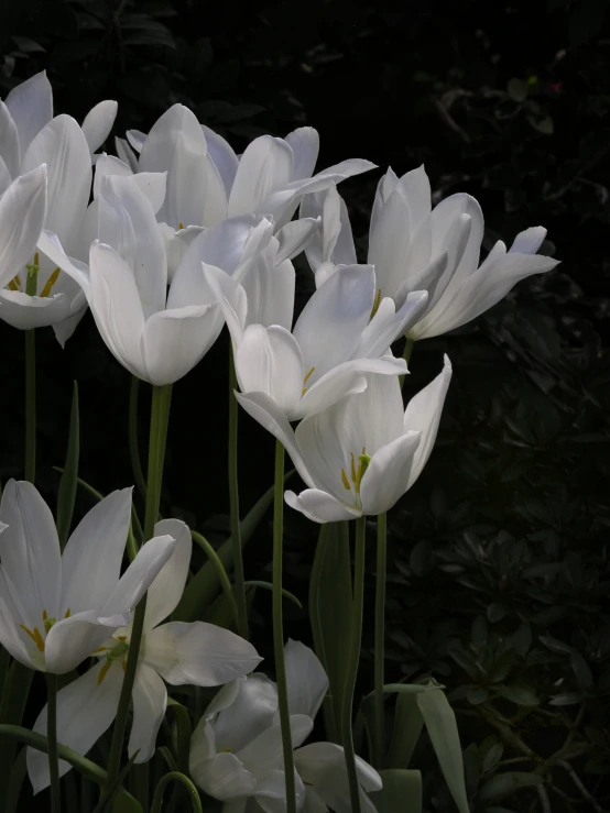 group of white flowers that are blooming together