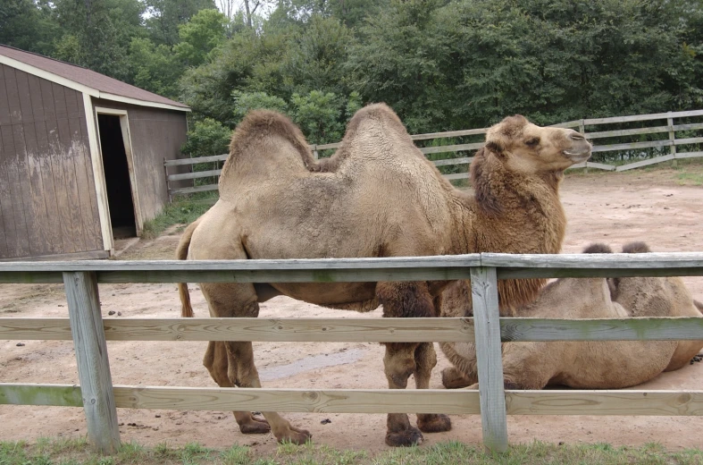 a pair of camels sitting inside an enclosure
