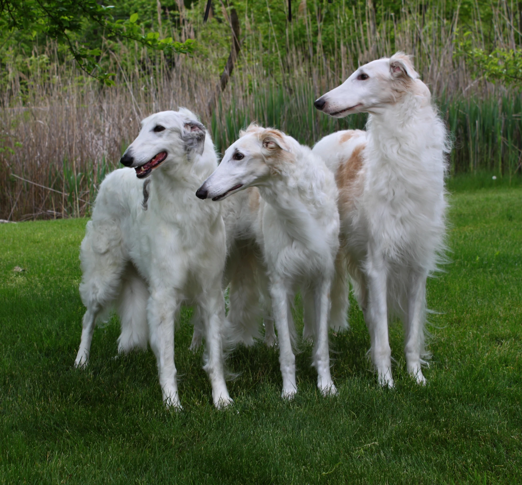 four dogs on a green grass lawn with bushes in the background