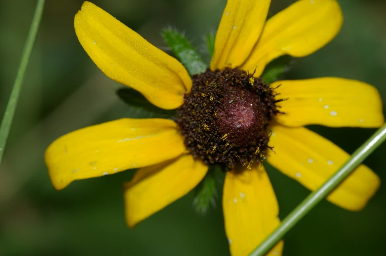 a close up image of a yellow flower with a drop of dew