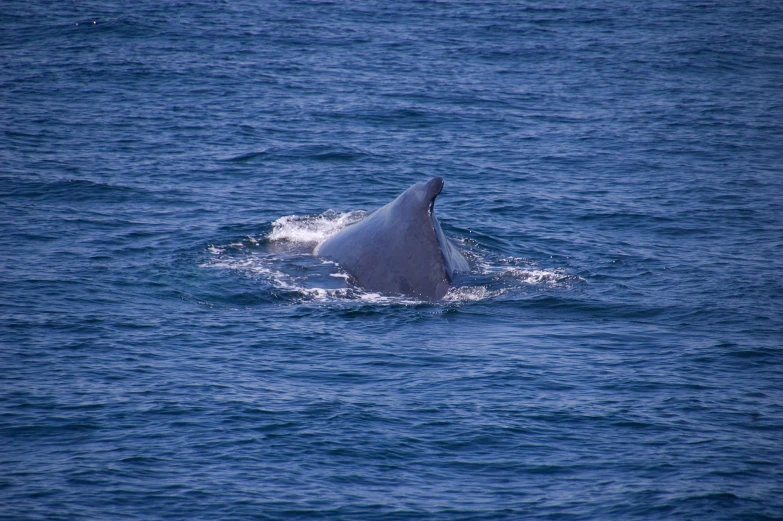 a white dolphin swimming in the ocean at night