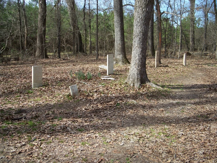 a row of trees with white markers sitting in the woods