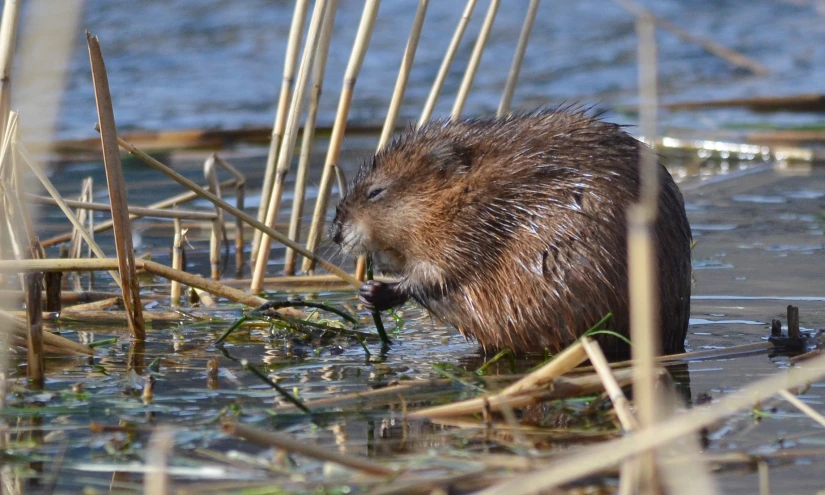 a beaver digging into water in a grassy field