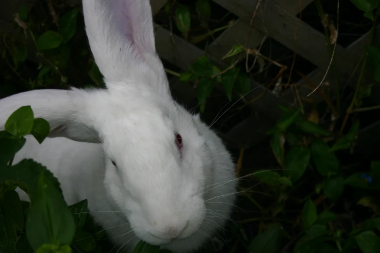 the rabbit is in the bushes behind the fence