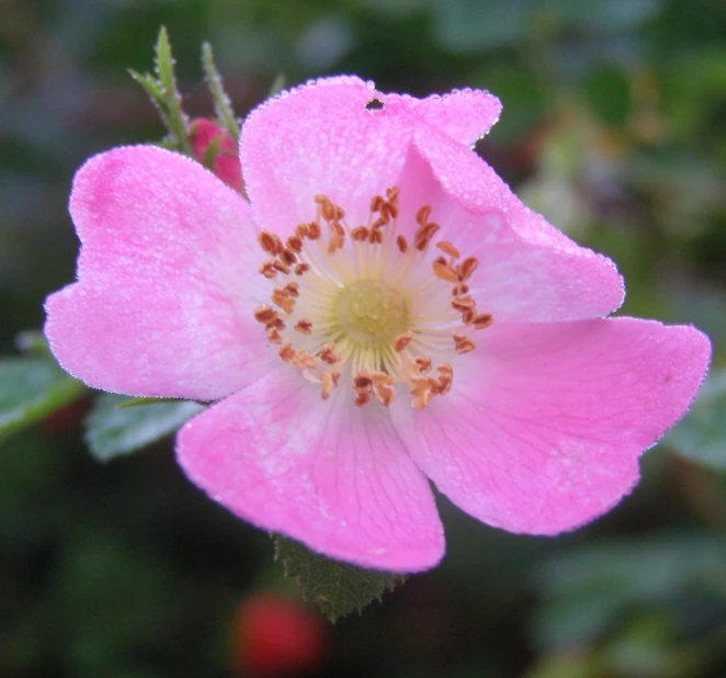 a pink flower with a green and yellow center