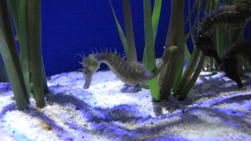 a sea horse in the water at a sea weedy exhibit