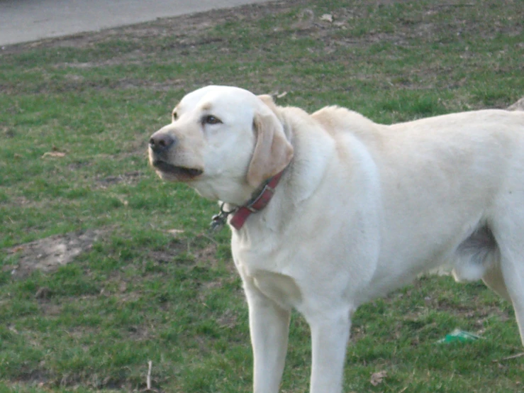 white dog with a red collar and leash standing on grass