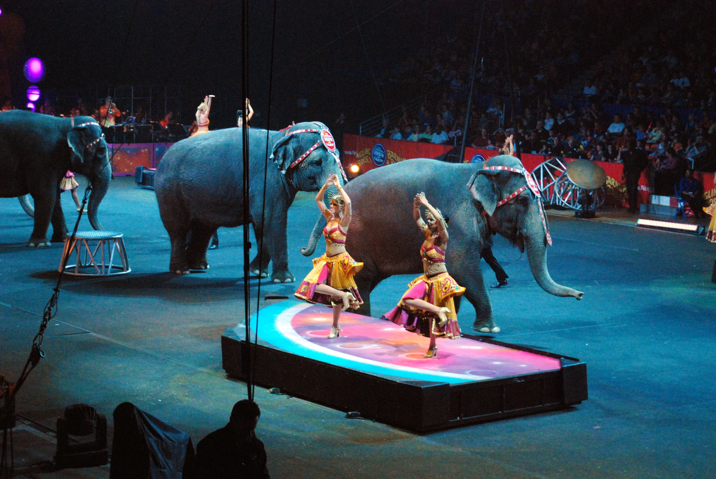 the circus elephants are doing some tricks in the ring