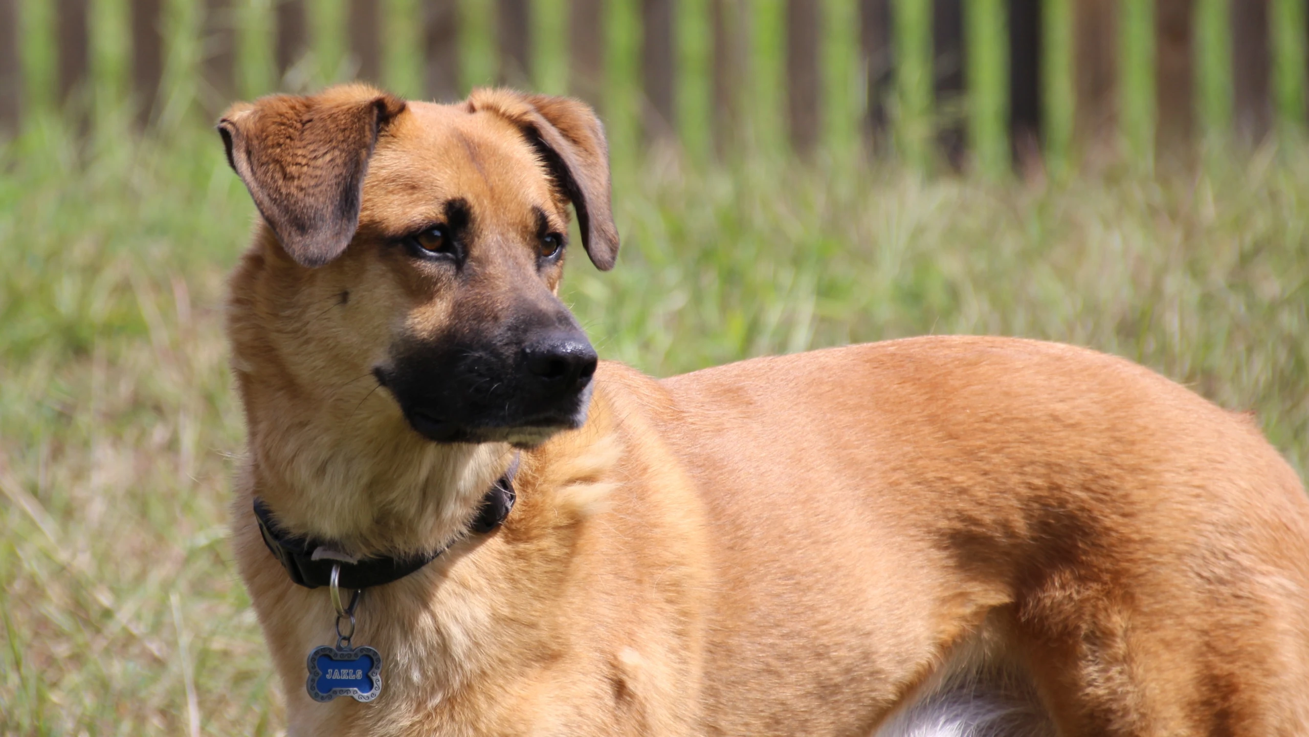 a dog stands in the middle of a field of tall grass