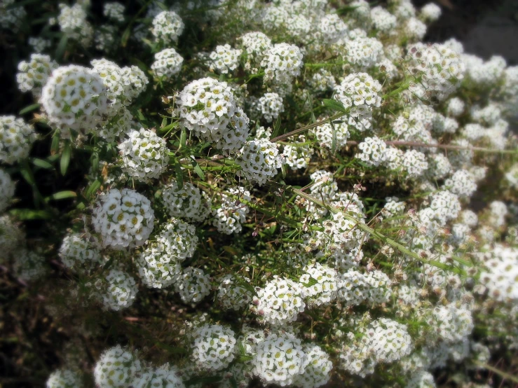 many white flowers grow in an area near plants