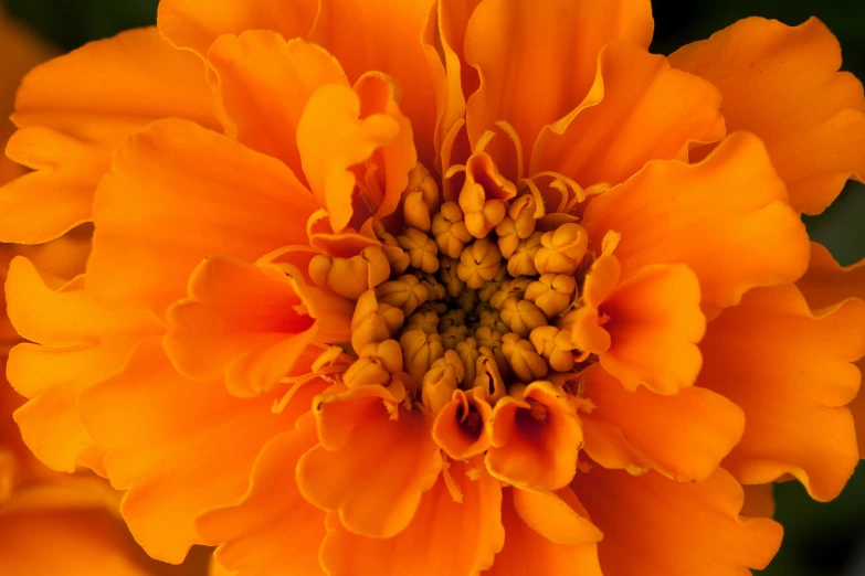 a bright orange flower with some small holes in the middle